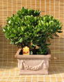 Jade Tree